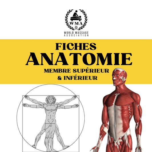 Fiches d'anatomie Membre Supérieur & Inférieur (160 pages)